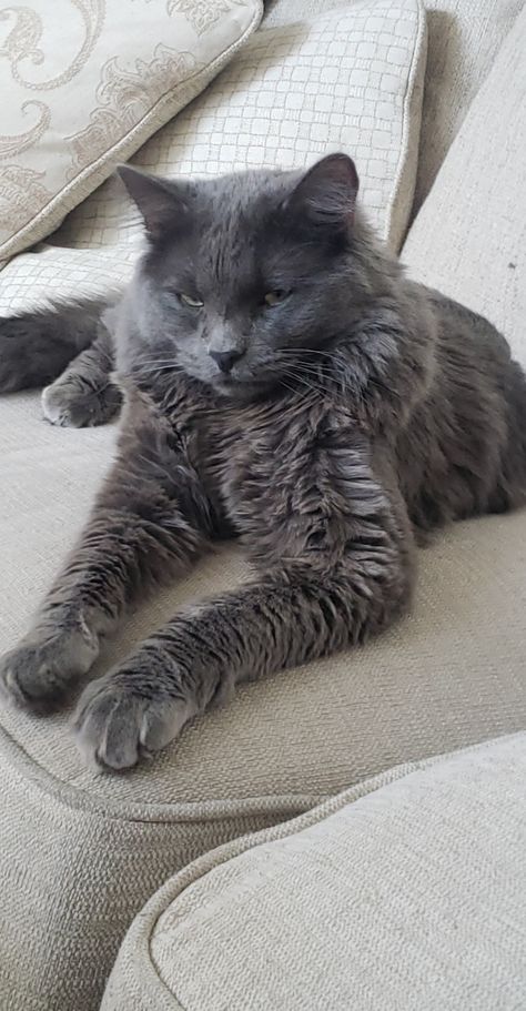 Russian Long Hair, Grey Cat Breeds, Nebelung Cat, Turkish Angora Cat, Nebelung, Every Dog Breed, Gray Cat, Russian Blue, Cat Aesthetic