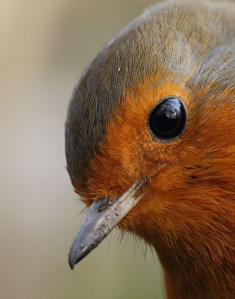 Very close Robin     -      Ledsham, England, UK    -    2014      -       bojangles_1953       -       https://www.flickr.com/photos/51817993@N02/12077906446/in/photostream/   bojangles_1953      - European Robin, Robin Bird, Kinds Of Birds, Pretty Birds, Bird Photo, Colorful Birds, Bird Garden, Little Birds, 인물 사진