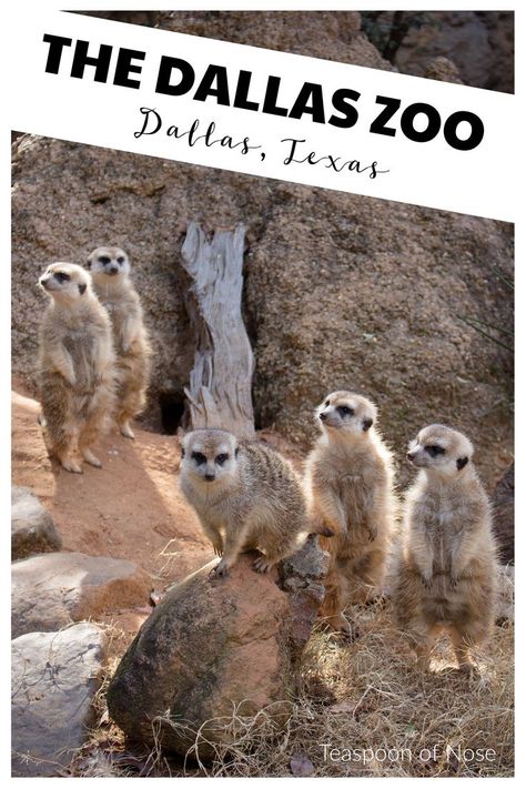 Plan a trip to the Dallas Zoo! | Teaspoon of Nose Texas Travel Weekend Getaways, Dallas Activities, Dallas Things To Do, Penguin Day, Dallas Zoo, Visit Dallas, Kid Friendly Activities, Us Travel Destinations, Safari Adventure