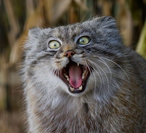 Manul cats are a near-threatened wild species found in the grasslands and montane steppes of Central Asia. More commonly known as Pallas' cats, they are distinguished by having round pupils, short legs, and a flat-looking face with wide-set ears that can create some of the funniest expressions in the feline kingdom. Manul Cat, Pallas Cat, Small Wild Cats, Pallas's Cat, Rare Cats, Domestic Cat, Cat Photo, Big Cats, Beautiful Creatures