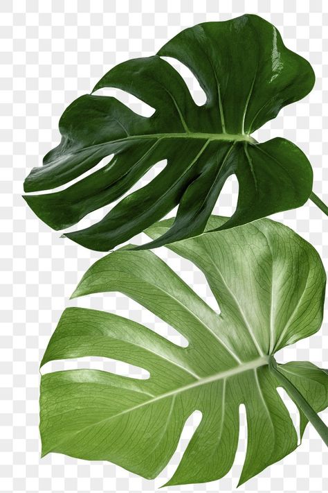 Split Leaf Philodendron, Big Leaf Plants, Plant Png, Leaf Png, Leaves Png, Philodendron Monstera, Plant Decor Indoor, Big Leaves, Monstera Plant