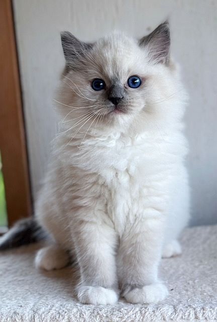 Available ragdoll kittens Alberta | Ranchinragz Ragdolls Ragdoll Colors, Mink Ragdoll, Ragdoll Cat Breeders, Ragdoll Doll, Cat Breeds Siamese, Cat Breeds Ragdoll, Cat Ragdoll, Ragdoll Kittens For Sale, Beautiful Pets