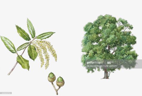 News Photo : Botany - Fagaceae - Holm-oak - Tree with flower,... Holm Oak, Flower Leaf, Oak Tree, Rough Cut, Still Image, Botany, Getty Images, High Resolution, Resolution