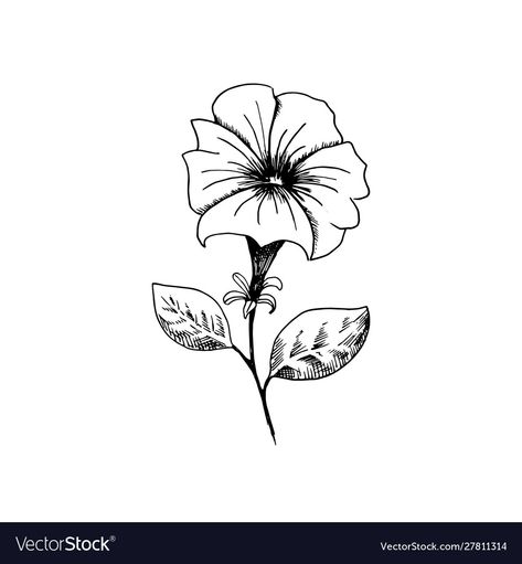 How To Draw Petunia Flowers, Petunia Tattoo Ideas, Petunia Drawing Simple, Impatients Flowers Tattoo, Petunia Flower Drawing, Petunia Tattoo Simple, Petunia Flower Tattoo, Petunia Drawing, Petunias Drawing