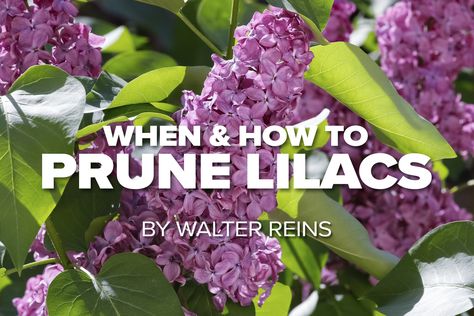 Russell Tree Experts — When and How to Prune Lilacs Prune Lilac Bush, Lilac Pruning, Japanese Lilac, Common Lilac, Lilac Plant, Syringa Vulgaris, Lilac Bushes, Lilac Tree, Backyard Flowers