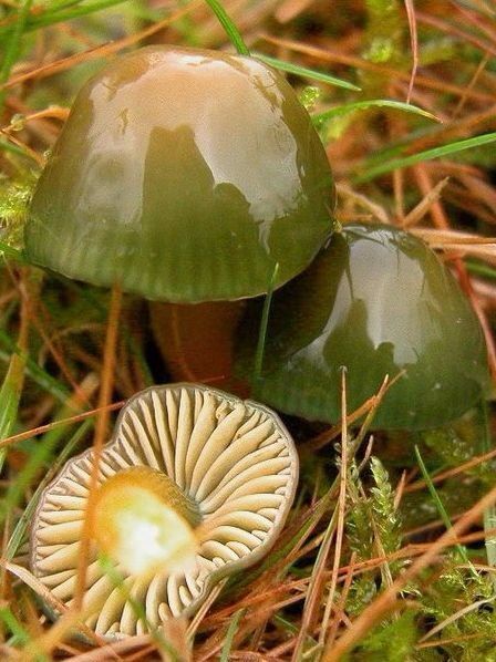 . Fungi Species, Colorful Mushrooms, Lichen Moss, Mushroom Pictures, Slime Mould, Plant Fungus, Wild Mushroom, Mushroom Fungi, Wild Mushrooms