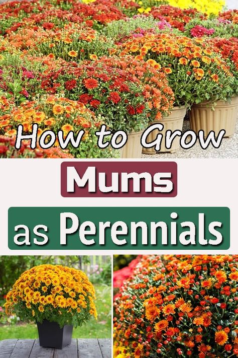 Fall Planting Perennials, Fall Garden Planting, Hardy Mums, Diy Mums, Fall Flowers Garden, Planting Mums, Fall Perennials, Homecoming Freshman, Garden Mum