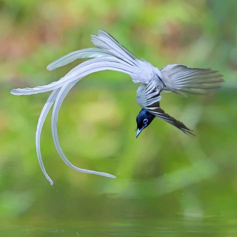 Paradise Flycatcher, Bird Flying, Interesting Animals, Pretty Animals, Funny Birds, Silly Animals, Pretty Birds, Bird Photo, Weird Animals