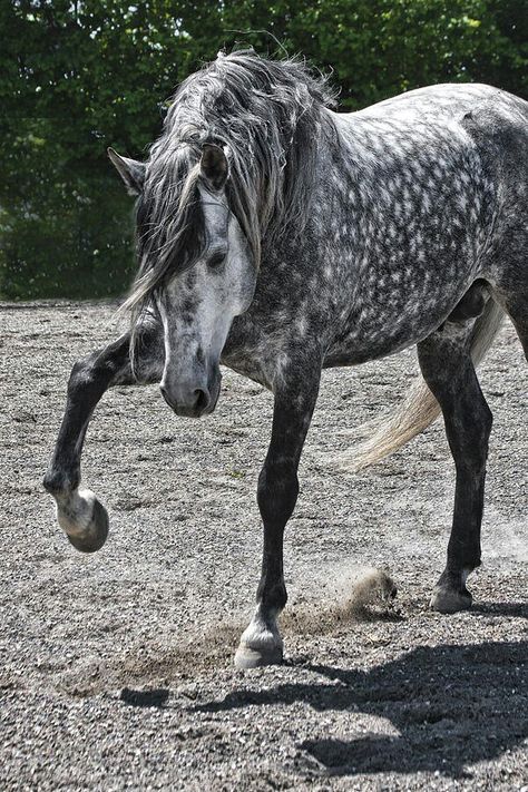 Beautiful horse with gorgeous long mane and dapple grey coloring. Dapple Grey Horses, Andalusian Horse, Grey Horse, Horses And Dogs, Horse Crazy, Clydesdale, Cute Horses, Horse Life, Appaloosa