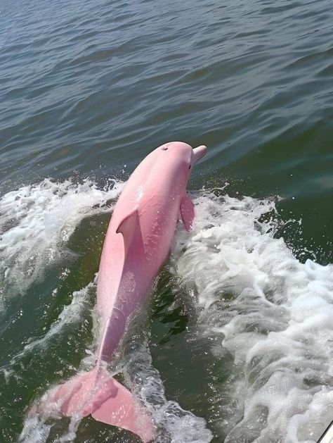 Pink Dolphin, Mermaid Core, Beautiful Sea Creatures, Mermaid Aesthetic, Cute Animals Puppies, Marine Biologist, Pink Animals, Pretty Animals, Silly Animals