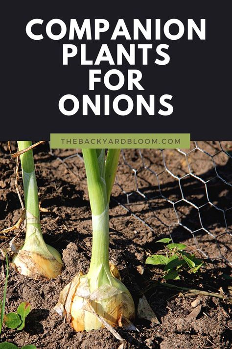 Onion Companion Plants Onion Companion Plants, Onion Companion Planting, Companion Planting Guide, Garden Companion Planting, Growing Onions, Companion Plants, Gardening 101, Lavender Plant, Home Vegetable Garden