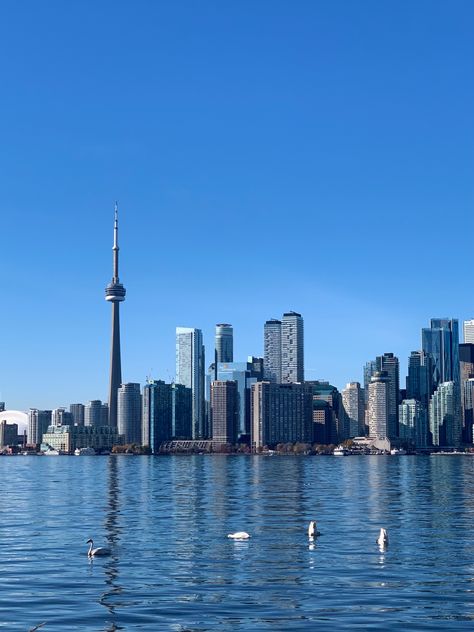 Canada flag canadian toronto north america aesthetic closeup photography nature island swans water cn tower rogers centre Toronto Island, Toronto, Photography