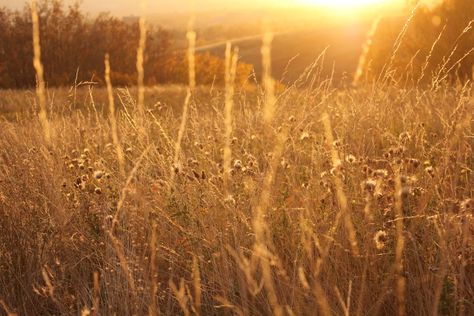 Barley fields tide Barley Field Aesthetic, Barley Field, Lawn Sweeper, Dance Fever, Reel Mower, Food Web, Wheat Field, Garden Maintenance, Native Garden