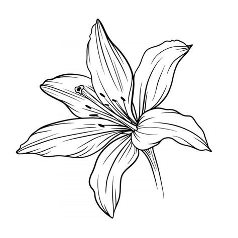 Daisy Flower Outline, Daisy Line Art, Lilies Drawing, Line Art Flowers, Flower Line Drawings, Owl Tattoo Design, Lily Painting, Flower Outline, Abstract Art Diy