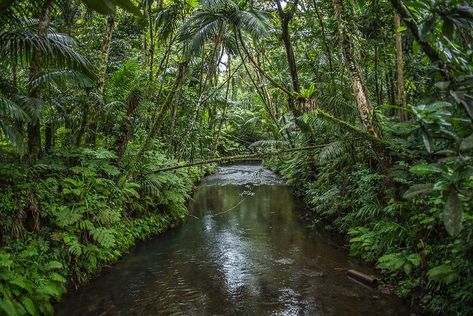 Planet Zoo Habitat Ideas, Zoo Habitat Ideas, Planet Zoo Habitat, Jungle River, Summer Scenery, Jungle Photography, African Jungle, World Landscape, Jungle Tropical