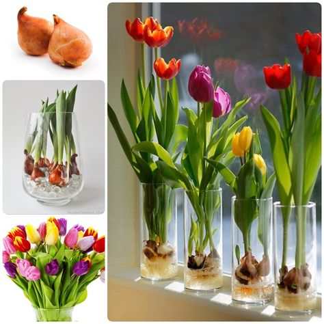 Tulips are effortlessly elegant and can easily brighten homes with their vibrant array of colors. While tulips naturally grow in rich soils, there is a way to bring bulbs to bloom indoors without even an inch of dirt! Here are the simple steps how to grow them in vases. You … Planting Tulip Bulbs, Growing Tulips, Bulbous Plants, Growing Bulbs, Planting Tulips, Indoor Vegetable Gardening, Tulip Bulbs, Tulips In Vase, Garden Bulbs