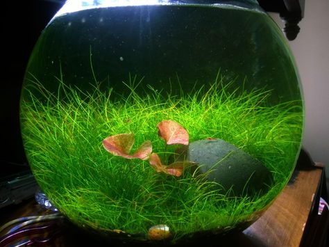 I don't like too many round nano, but this one with the full grass is great. Circle Fish Tank, Planted Bowl Aquarium, Shallow Planted Tank, Aqua Terrarium With Fish, Round Fish Tank, Neocaridina Shrimp Tank, Aquarium Garden, Indoor Water Garden, Aquascape Design