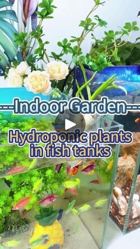 416K views · 9.9K reactions | Hydroponic planting in fish tanks #garden #homegarden #indoorplants #houseplants #indoorgarden #plants #hydroponics #aquaponics #fishtank #foryouシ | Garden and Planting Tips | Garden and Planting Tips · Original audio Hydroponic Fish Tank, Diy Fish Tank, Planting Tips, Aquaponic Gardening, Fish Tank Plants, Hydroponic Plants, Gardening 101, Fish Tanks, Hydroponic Gardening