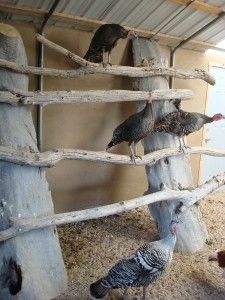 Turkey Cages Ideas, Turkey Roost Ideas, Turkey Enclosure Ideas, Turkey Coop Ideas, Turkey Pen Ideas, Diy Farm Animal Pens, Turkey House Coop, Turkey Coop Ideas Buildings, Turkey Enclosure