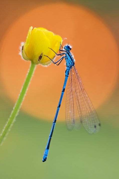 Cute Dragonfly, Dragonfly Artwork, Dragonfly Images, Dragonfly Photography, Dragonfly Photos, Dragonfly Painting, Hd Flower Wallpaper, Damselflies, Dragonfly Insect