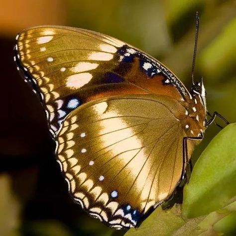 Golden butterfly Photo Papillon, Two Butterflies, Papillon Butterfly, Golden Butterfly, Golden Wings, Moth Caterpillar, Flying Flowers, Midas Touch, Gold Wing