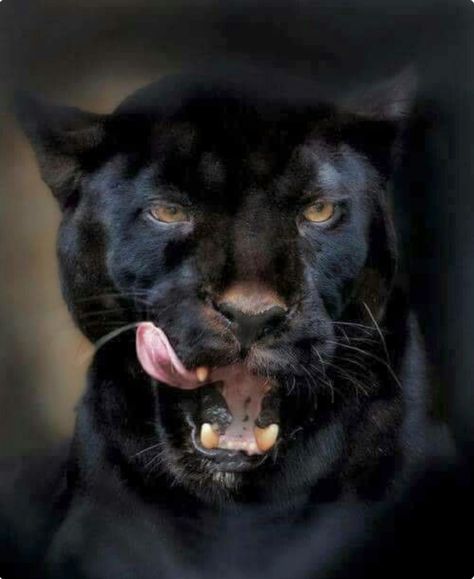 “Well, that tasted good. What’s next on the menu?” Black panther licking its chops. Black Jaguar, Black Panthers, A Black Cat, Majestic Animals, Cheetahs, Large Cats, Wildlife Animals, Leopards, Animal Planet