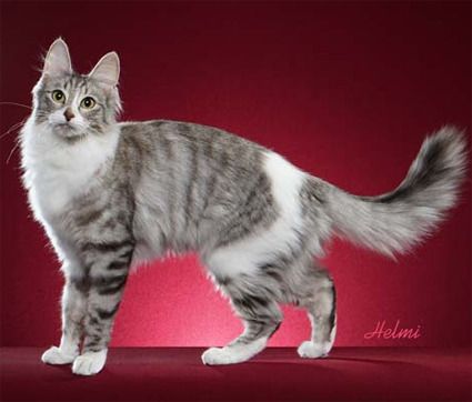 Silver mackerel tabby tuxedo with a white band! Tuxedo Tabby Cat, Cat Reference Photo, Mackerel Tabby Cat, Mackerel Tabby, White Tabby Cat, Silver Tabby Cat, Cat Poses, Cat References, Cat Standing