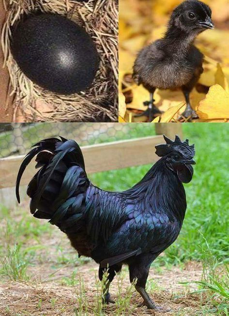 Pretty Chickens, Chicken Pets, Farming Animals, Ayam Cemani, Chicken Aesthetic, Cute Chicks, Black Chicken, Bantam Chickens, Bday List