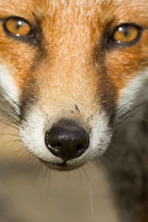 Red Fox Cub | Everything is Permuted - Paul Cecil Fox Looking Back, Fox Front View, Fox Nose, Fox Reference, Fox With Mouth Open, Red Fox Reference, Fox Reference Photo, Goofy Animals, The Painted Lady