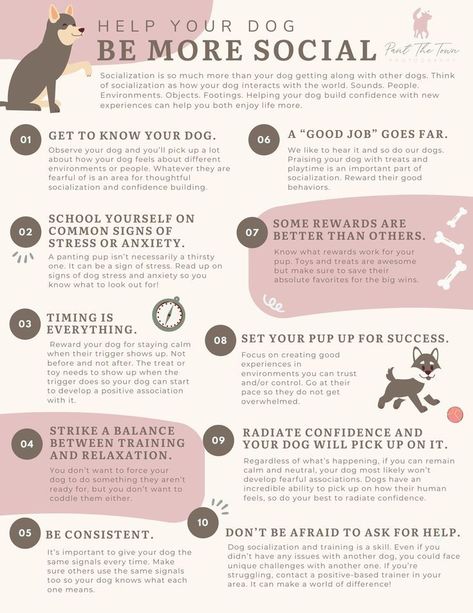 Dogs are social animals and need to interact with other dogs to stay healthy and happy. Socializing dogs can help them learn how to behave around other dogs, reduce stress, and prevent boredom. #dogs #socializingdogs Dog Confidence Building, Dog Tips Pet Care, Things To Do With Your Dog, Dog Owner Tips, Dog Socialization, Health Checklist, Puppy Training Guide, Socializing Dogs, More Than Friends