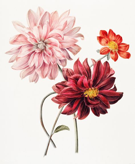 Dahlias (1835-1904) by Willem Hekking. Original from Rijks museum. Digitally enhanced by rawpixel. | free image by rawpixel.com Vintage Clipart, Shade Flowers, Illustration Botanique, Flower Sketches, Illustration Wall Art, Images Vintage, Floral Poster, Illustration Vintage, Design Studios