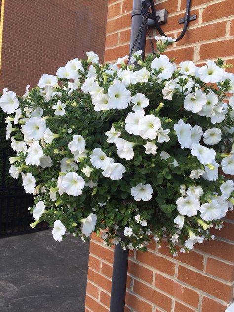 White Ball of Flowers. Petunias and Bacopa. White Hanging Baskets Flowers, White Flower Hanging Baskets, White Hanging Baskets, Bacopa Plant, White Flower Pot, Petunia Flower, Garden 2023, Flower Containers, Potted Plants Outdoor