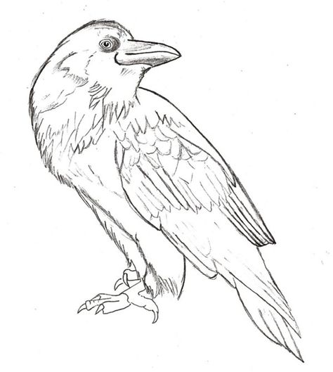 Crow Lines by HotWheeler Crow Sketch, Bird Line Drawing, Raven Totem, Crow Images, Crows Drawing, Branch Tattoo, Sharpie Mug, Crow Tattoo, Crow Bird