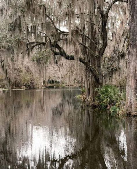 Louisiana History | Beautiful Louisiana 💜💙 | Facebook Deep South Aesthetic, Marsh Aesthetic, Creole French, Florida Gothic, Swamp Scene, Charleston Living, Southern Gothic Aesthetic, Southern Landscape, Sentimental Art