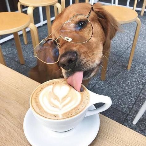 Can I have a cup of this delicious coffee? Cute Dogs And Puppies, Cane Corso, Golden Retrievers, Cute Creatures, Baby Dogs, Funny Cartoon, Cute Little Animals, Cute Funny Animals, Animals Friends