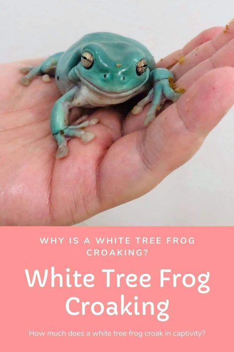 Learn why is white tree frog croaking? How much does he croak? And more. Australian White Tree Frog Enclosure, White Tree Frog Care, White Tree Frog Enclosure, Frog Vivarium Ideas, Whites Tree Frog Terrarium, Frog Croaking, Tree Frog Terrarium, Dumpy Tree Frog, Frog Vivarium