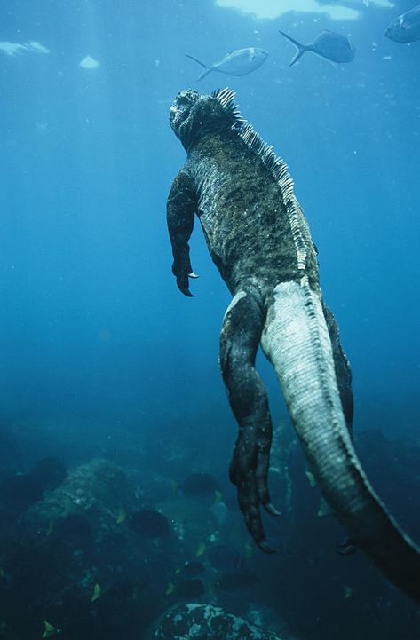 Marine Iguana Swims Underwater Marine Iguana, Creature Marine, Underwater Life, Water Life, Galapagos Islands, Reptiles And Amphibians, Ocean Creatures, Marine Animals, In The Ocean