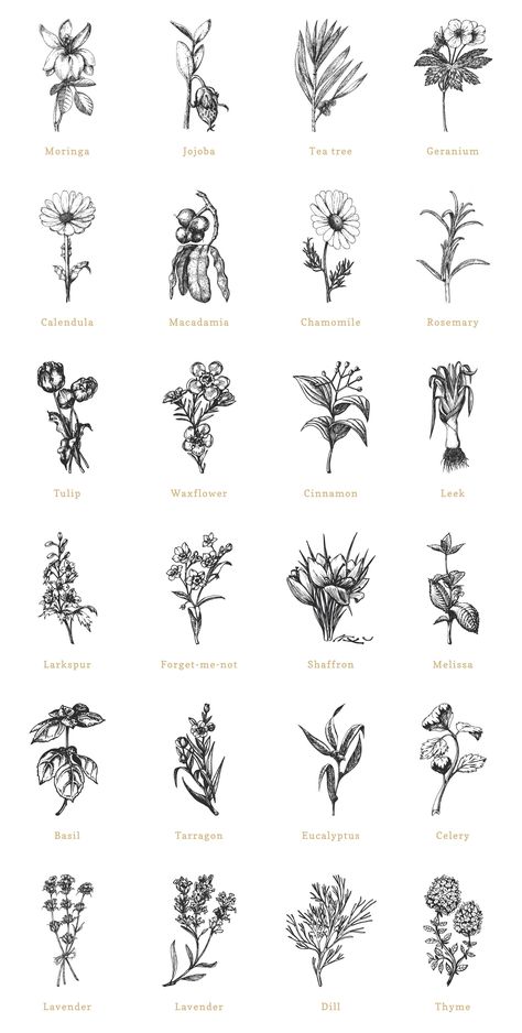 Plants Graphic Design, Spice Plants, Photoshop Illustration Tutorial, Botanical Herbs, Food Bundle, Herb Labels, Tea Herbs, Food Logo Design Inspiration, Graphic Design Portfolio Cover