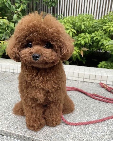 Teacup Poodle Full Grown, Mini Toy Poodle, Brown Toy Poodle, Tiny Poodle, Teddy Bear Poodle, Keep Studying, Cute Puppy Photos, Cute Fluffy Puppies, Mini Goldendoodle Puppies