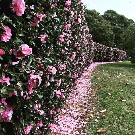 Wondering whether camellias are worth the bother? (The cliche of camellia is that it's a garish flower with bright yellow stamens and big… Camellia Hedge, Amman Downtown, Hedges Landscaping, Flower Hedge, Camellia Plant, Evergreen Hedge, Garden Hedges, Southern Highlands, Yard Decorations