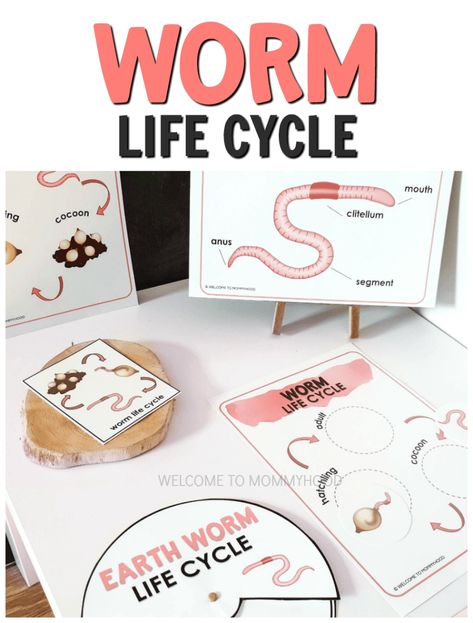 Worm Life Cycle montessori or kindergarten classrooms for spring summer Worm Life Cycle, Farm Animal Printables, Life Cycle Montessori, Worms Preschool, Farm Printables, Life Cycles Preschool, Kindergarten Classrooms, Life Cycle Craft, Pumpkin Life Cycle