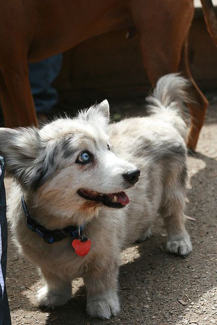 Corgi Husky mix. Love the eyes Corgi Husky Mix, Husky Corgi, Behind Blue Eyes, Corgi Mix, Love My Dog, Husky Mix, Mixed Breed Dogs, Blue Heeler, Mixed Breed