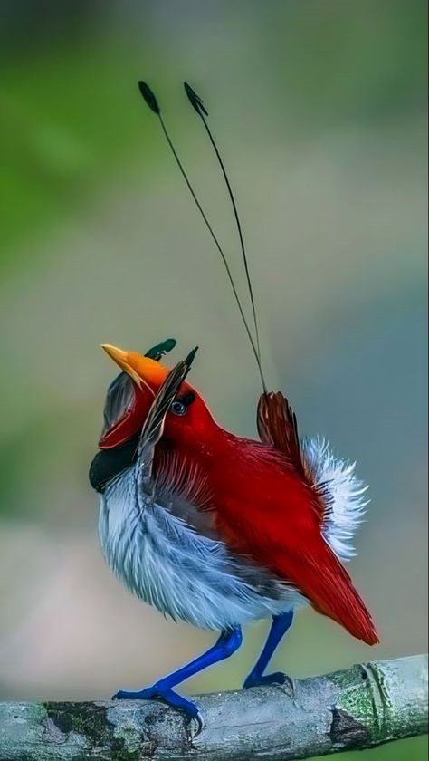 World Birds Photography | King Bird-of-paradise | Facebook Exotic Birds Photography, Fairy Nature, Paradise Photography, Birds Photography, World Birds, Most Beautiful Birds, Lovely Creatures, Unusual Animals, Rare Birds