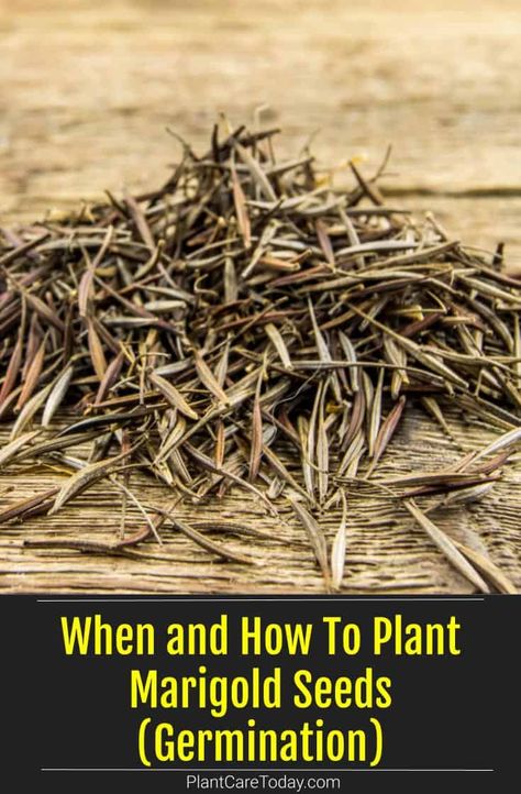 When and How To Plant Marigold Seeds (Germination) Harvest Marigold Seeds, How To Save Seeds From Marigolds, How To Harvest Marigold Seeds, Marigold Seeds From Flowers, How To Plant Marigold Seeds, Harvesting Marigold Seeds, Marigold Seeds Planting, Planting Marigold Seeds, How To Save Marigold Seeds