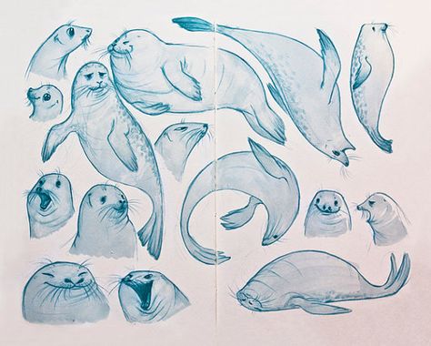 Seal Sketches Print by MegParkArts on Etsy Seal Tattoo, Sea Creatures Drawing, Drawing Tutorial Face, Animal Sketches, Sea Lion, Color Pencil Art, Cute Animal Drawings, Yahoo Mail, Drawing Reference Poses