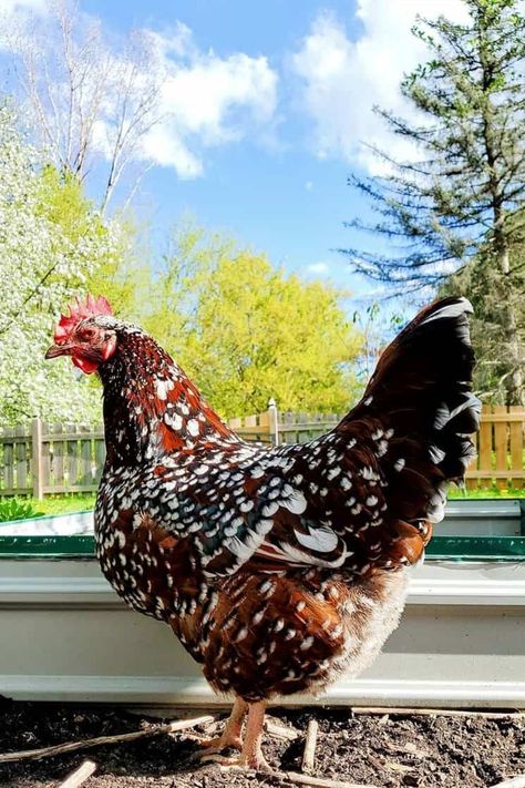 Speckled Sussex Chicken Egg Color, Speckled Sussex Chicken, Largest Chicken Breed, Best Chicken Breeds, Jersey Giant, Sussex Chicken, Chicken Yard, Chicken Care, Bantam Chickens