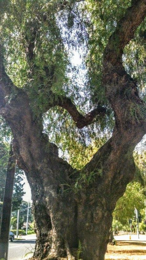 Hearts ❤️ Heart Shaped Tree, Coffin Ombre, Empty Heart, Spotify Aesthetic, Epic Clothing, Heart In Nature, Tree Heart, Nail Tape, Love Actually