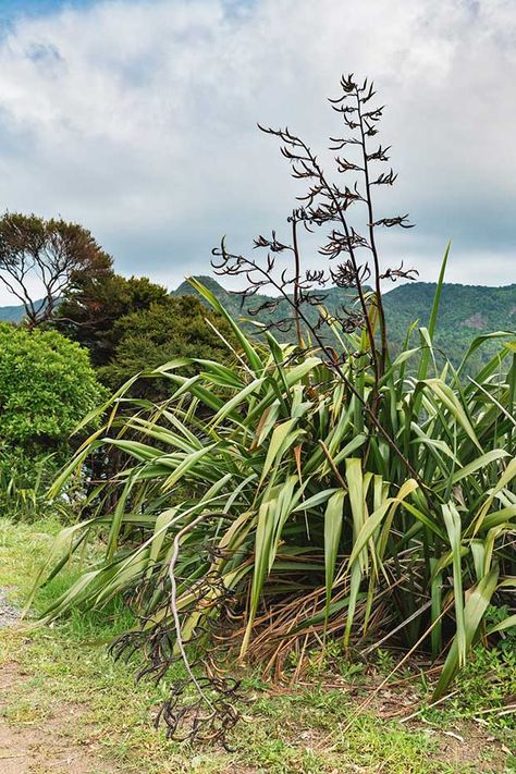 4 native trees to use for fodder in New Zealand - thisNZlife New Zealand Plants, Prevent Bloat, Library Mural, New Zealand Wildlife, New Zealand Flax, Plant App, New Zealand Beach, Bird Tattoos, Visit New Zealand