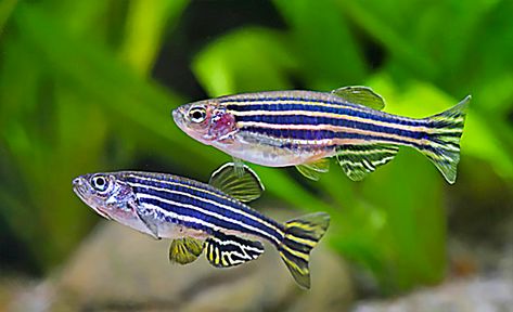 Longfin Zebra Danio (Danio rerio) #Longfin #Zebra #Danio #rerio #FishTank #Aquarium #FreshWaterTank #Aquascape #PlantedTank #FreshwaterFish #Fish #Aquascaping Zebra Danio, Danio Fish, Betta Aquarium, Tropical Fish Aquarium, Turtle Tank, Freshwater Aquarium Fish, Cool Fish, All Fish, Fresh Water Tank