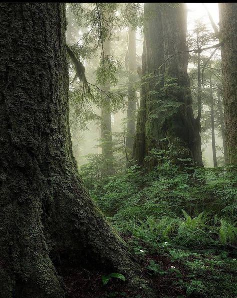 Omar Al Otaibi on Twitter: "#BRITISH #COLUMBIA #FORESTS 🌲🪵 📍#Canada 🇨🇦… " Redwood Tree, West Vancouver, Redwood Forest, Cedar Trees, Old Trees, National Photography, Vancouver British Columbia, Perfect Weather, Western Red Cedar